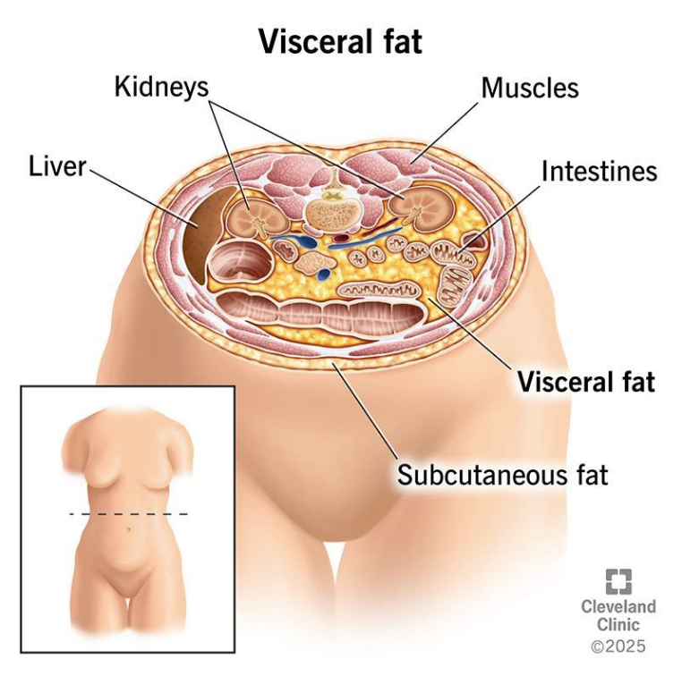 Anatomical cross-section showing visceral fat surrounding the liver, kidneys, intestines and muscles, compared to subcutaneous fat under the skin
